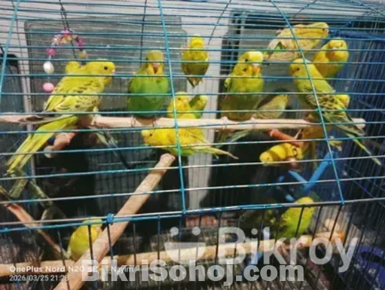 বাজারিগার পাখি